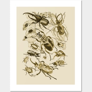 Coleoptera Beetles and Weevils J Mayson Ochre Posters and Art